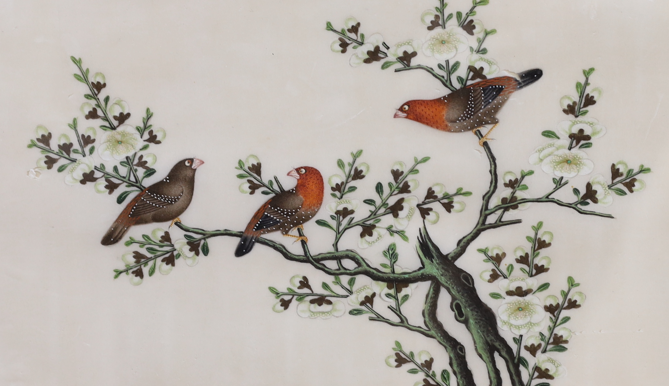 19th century, Chinese School, set of four pith paper paintings, Birds of Paradise, together with a similar example, Still life of a pomegranate, housed in a simulated bamboo frame, largest each 18.5 x 28cm